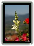 Croatia418 * 417 x 600 * (27KB)