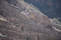 Ollantaytambo07